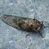 Schnabelkerfe (Hemiptera)