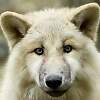 Hunde