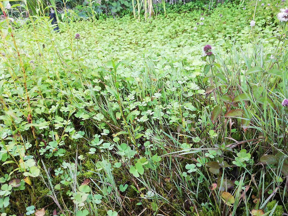 12 4 20 4 Papiliorama marsilea quadrifolia