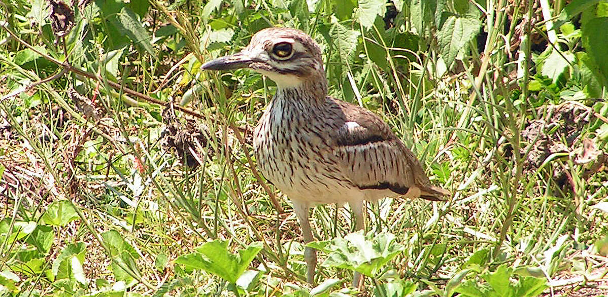 OAF 00 04 2 burhinus vermiculatus ngamba PD1