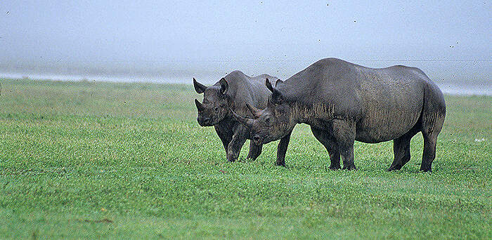 OAF-03-01-04 Lebensraum kurzgras rhino ngorongoro