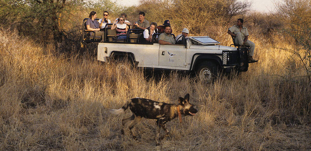 SAF 00 00 07 wilddog madikwe