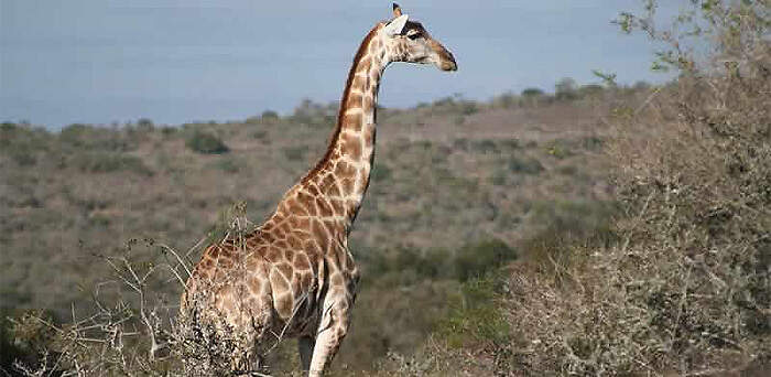 SAF-04-04-07 valleybushveld giraffe