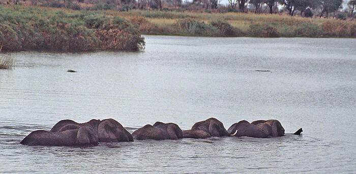 SAF-11-01-04-02 Okavango mahango