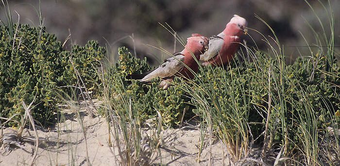 AUS-5 yanchep NP beach galah