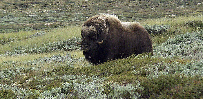 EUR-01 tundra dovrefjell