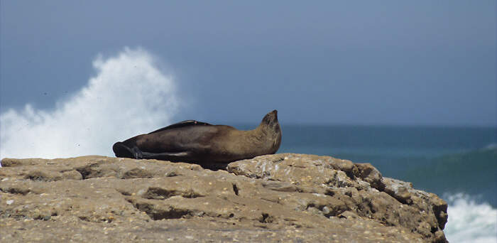 ATL baboonPt elandsbaai ZA