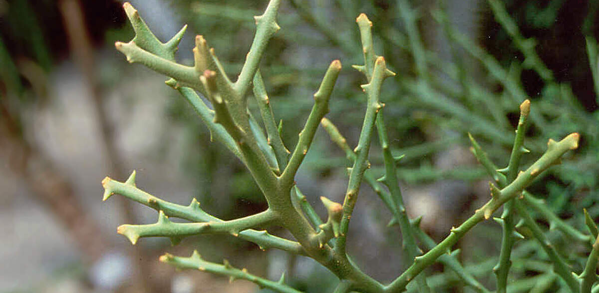 IND mada euphorbia stenoclada StaG bern PD1