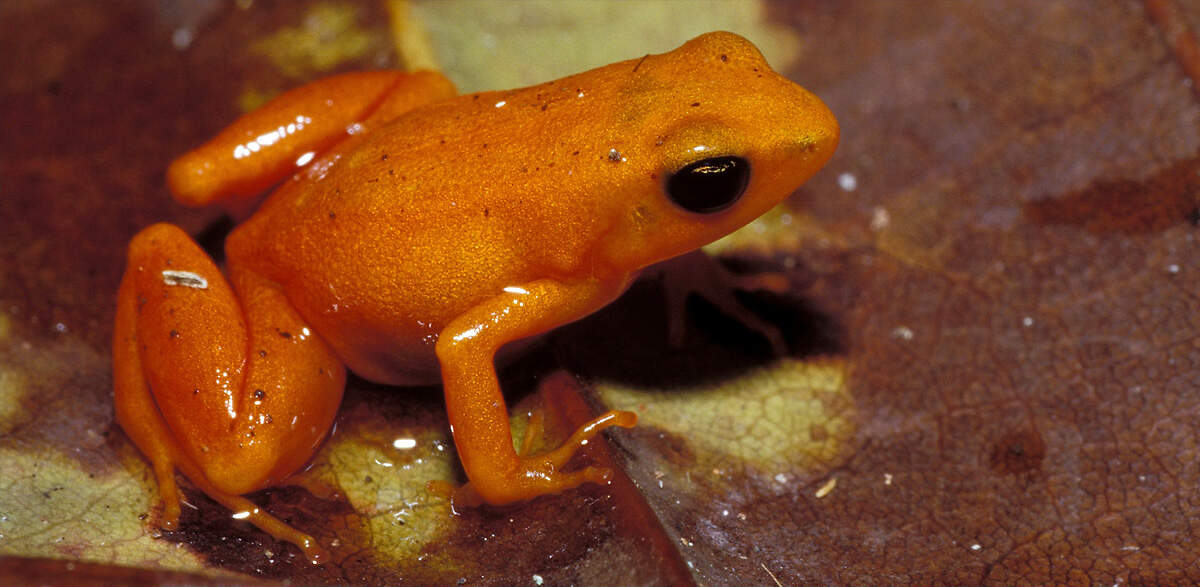 IND mada torotorofotsy mantella aurantiaca DVallan1