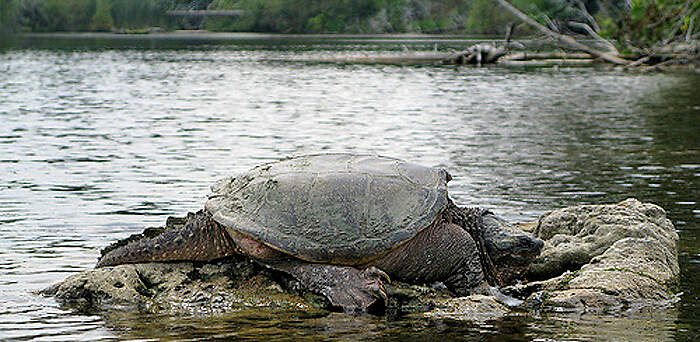 Schnappschildkröte (Chelydra serpentina) im Central Park © Karim Rezk, some rights reserved (CC BY-NC-ND) NAM 11 chelydra central park karim rezk