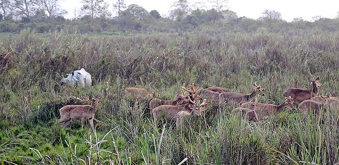 AS-6 kaziranga barasingha rhino JV