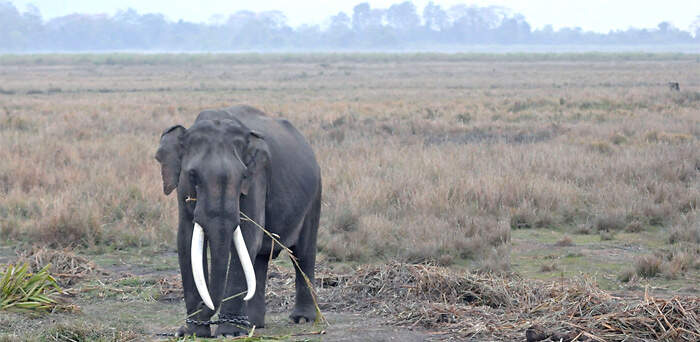 AS-6 kaziranga elephant JV