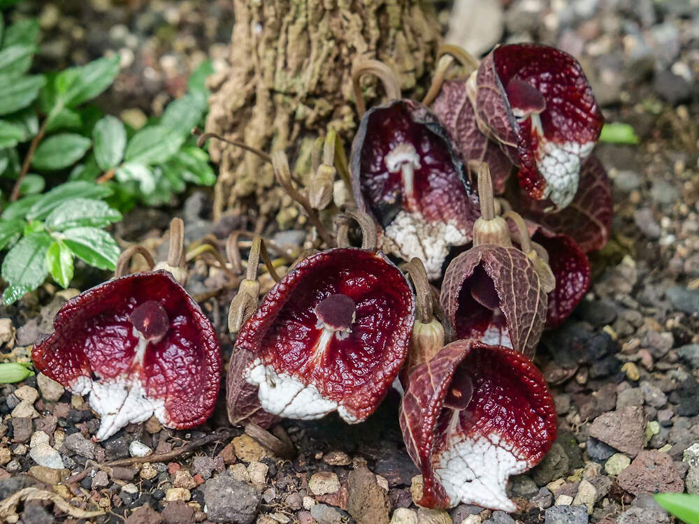 PIPERALES Aristolochia arborea wilh PM 2021 08 13 3