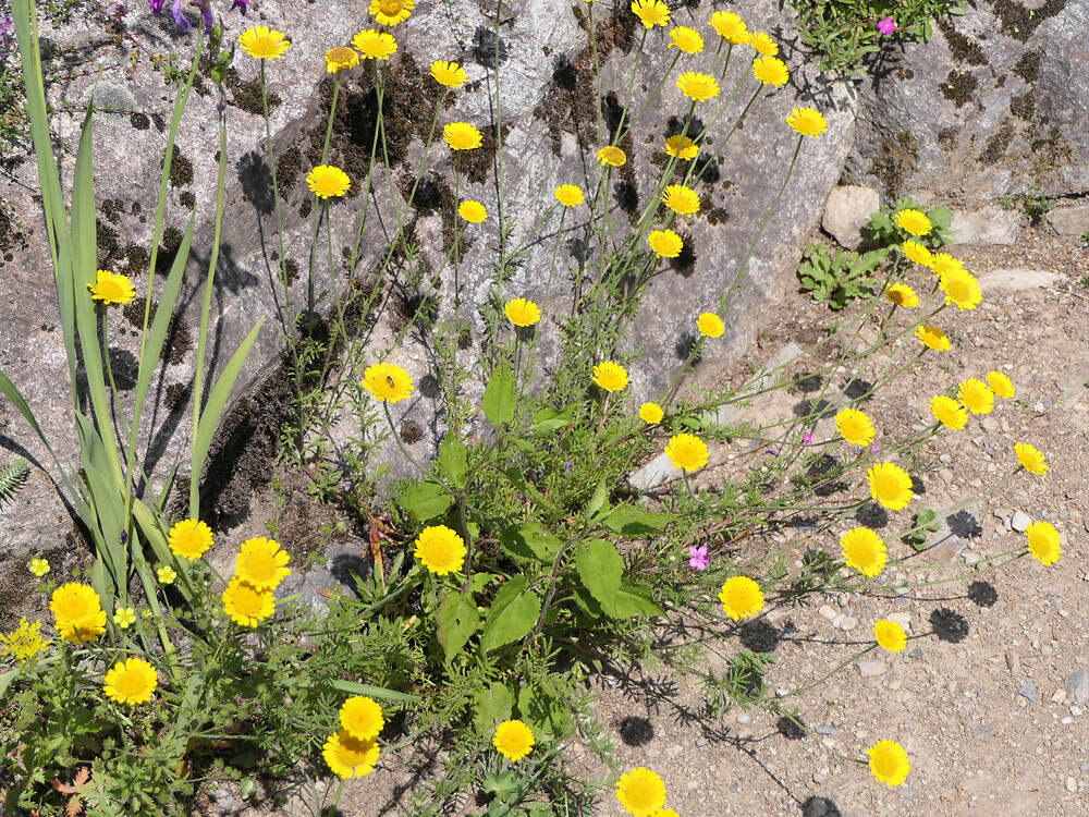 ASTERACEAE Anthemis tinctoria Champex PD1