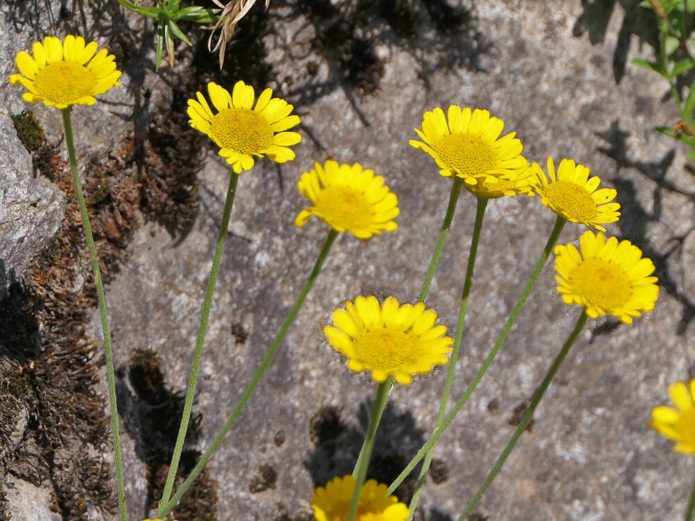 ASTERACEAE Anthemis tinctoria Champex PD2