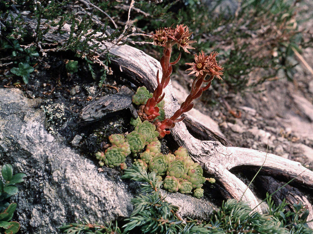 CRASSULACEAE sempervivum montanum CH NP 15 