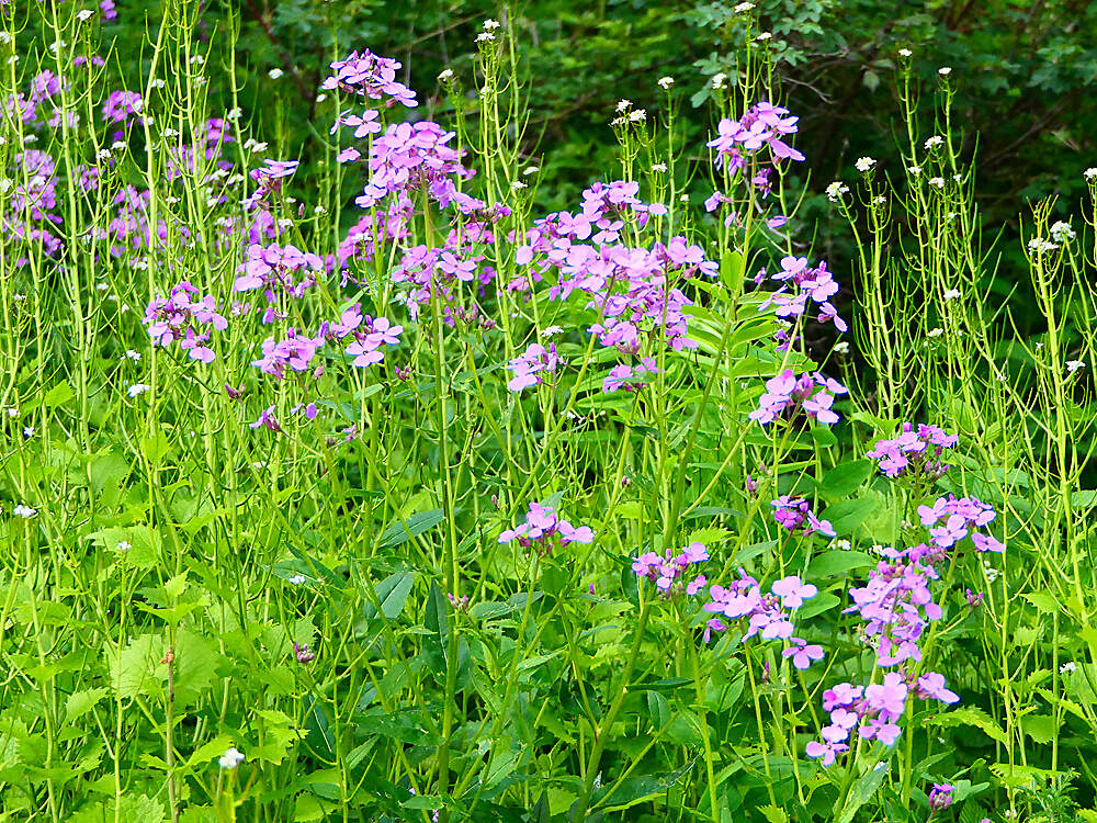 BRASSICACEAE hesperis matronalis auried PD1