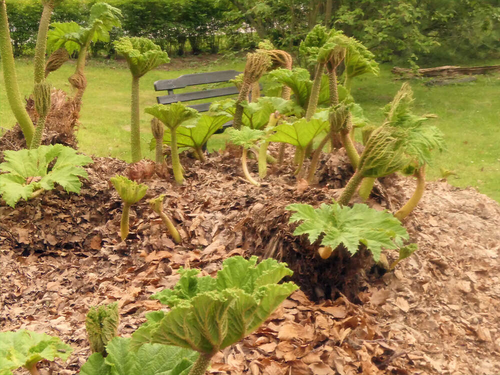 GUNNERALES GUNNERACEAE Gunnera tinctoria HRO PD3