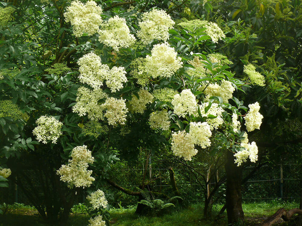 ADOXACEAE sambucus nigra amneville PD1