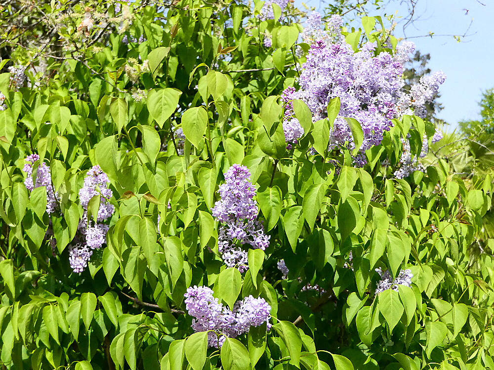 LAMIAL syringa vulgaris reynou PD1