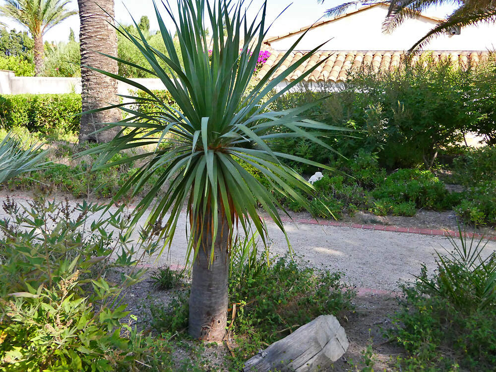 LILIACEAE Dracaena draco Porquerolles1