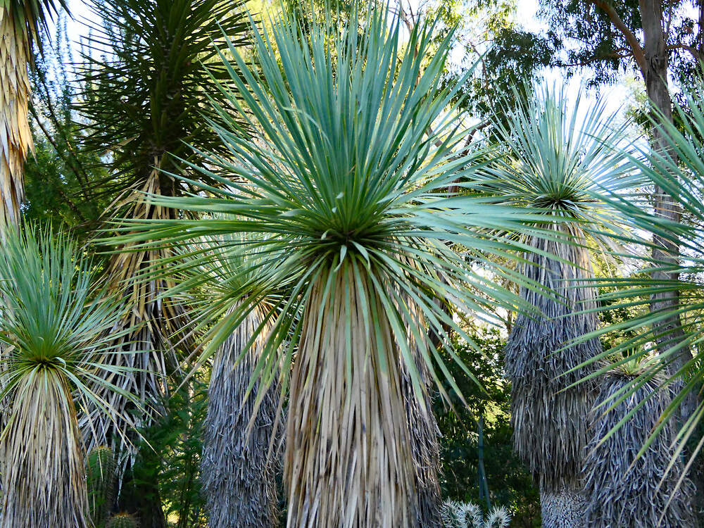 AGAVACEAE Yucca rostrata Lalonde PD2