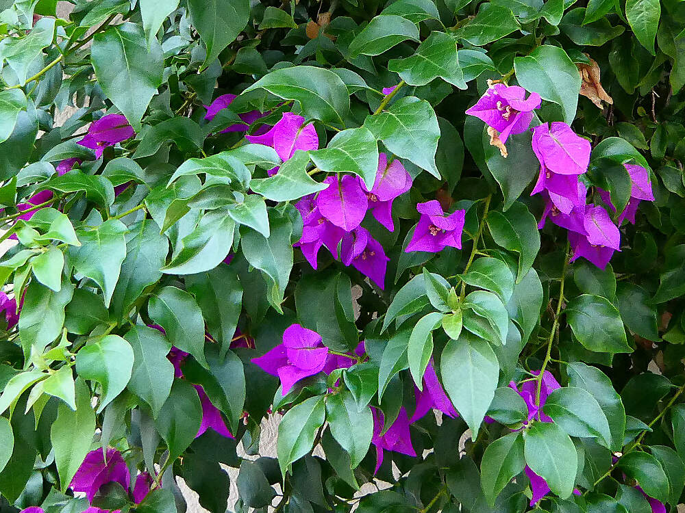 CARYOPHYLLALES Nyctaginaceae bougainvillea spectabilis porquerolles PD1