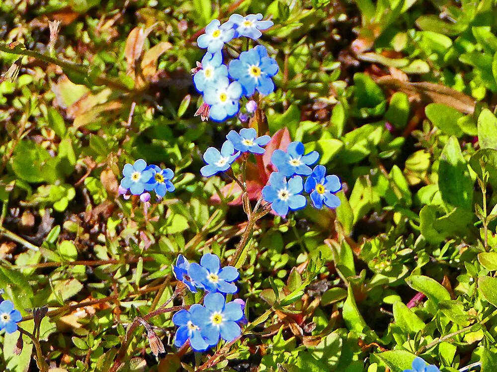 BORAGINALES boraginaceae myosotis rehsteineri BOGAFRI PD2