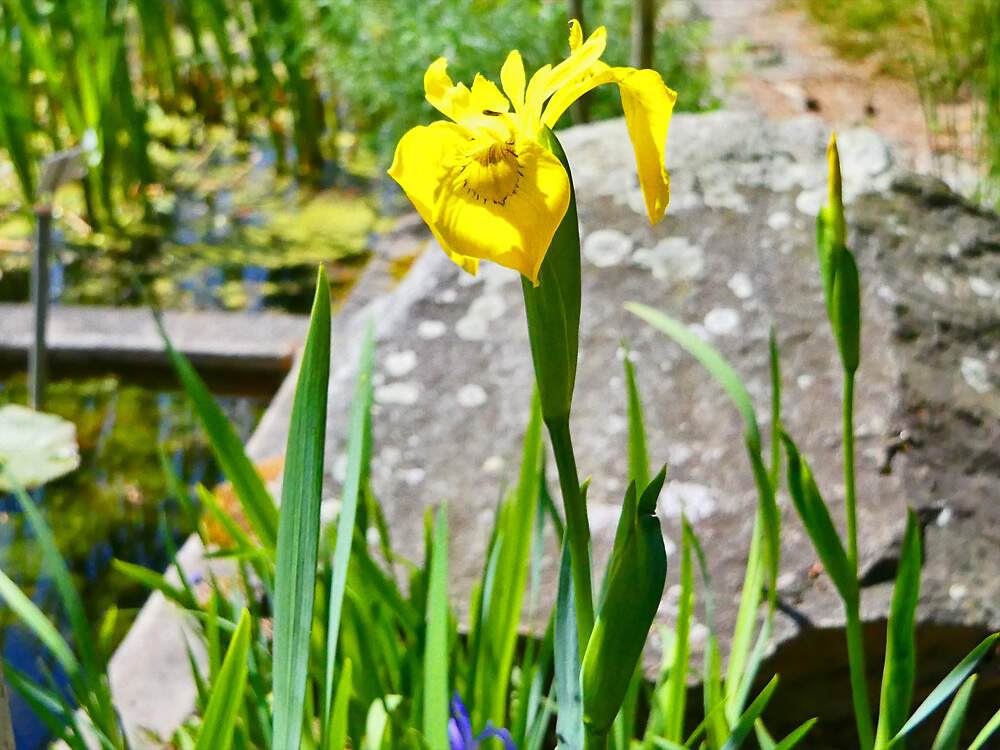 IRIDACEAE Iris pseudacorus BOGAFRI PD1