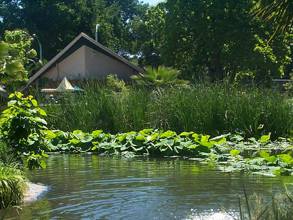 PROTEALES nelumbonaceae nelumbo nucifera sacramento zoo