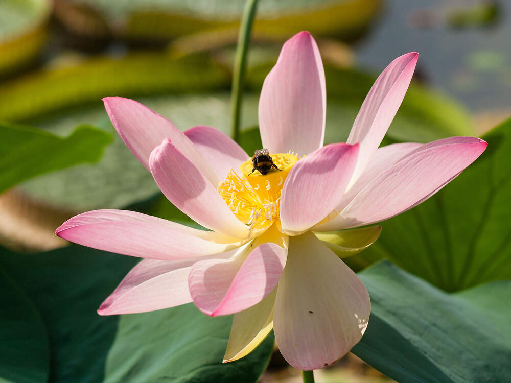 PROTEALES nelumbonaceae nelumbo nucifera wilhelma wilh