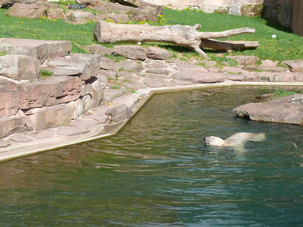 Gewsser im Park  Zootier Lexikon