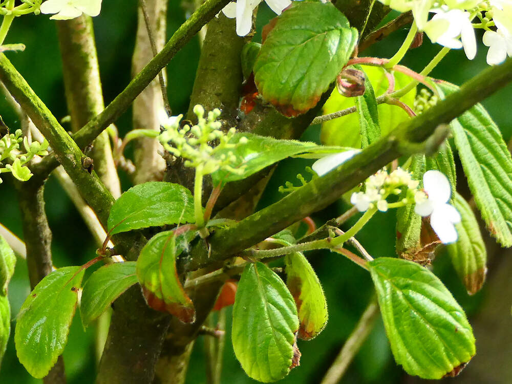 ADOXACEAE viburnum plicatum sables PD1