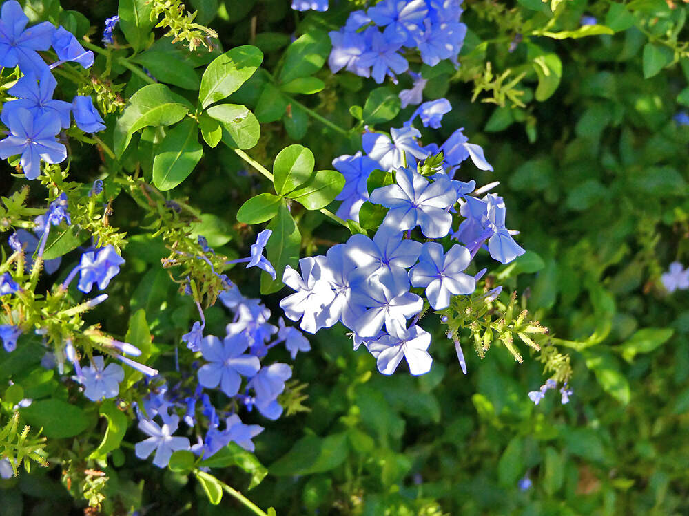 CARYOPHYLLACEAE Plumbago capensis porquerolles PD1