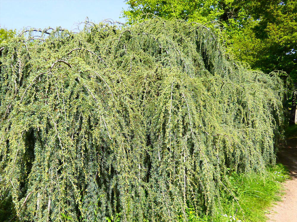 CONIF cedrus atlantica glauca pendula Reynou PD2