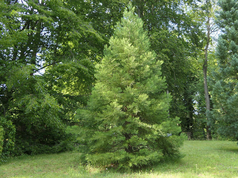 CONIF cupressaceae sequoiadendron giganteum HRO PD1