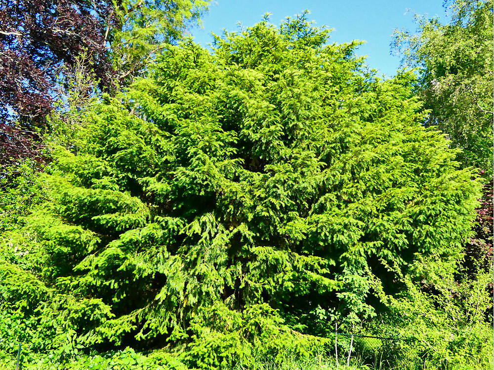 CONIF tacaceae taxus baccata BSL PD1