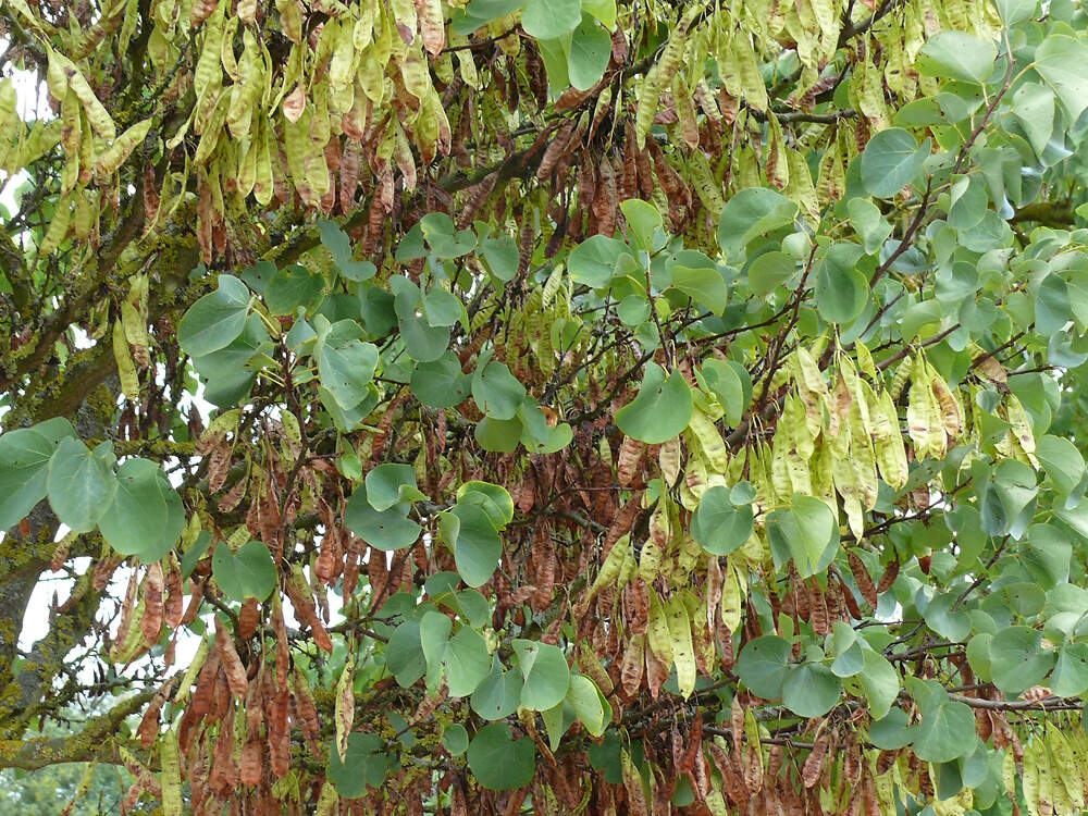 FABACEAE Cercis siliquatrum schoten ruelzheim