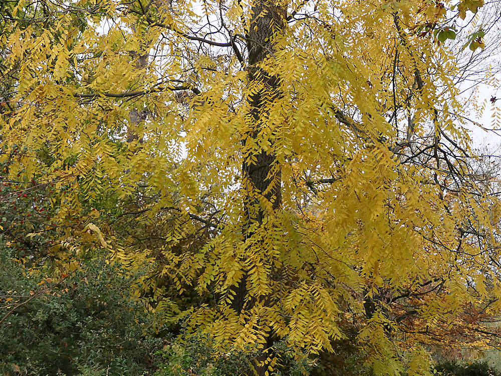 FABACEAE gleditsia triacanthos baum BSL PD1