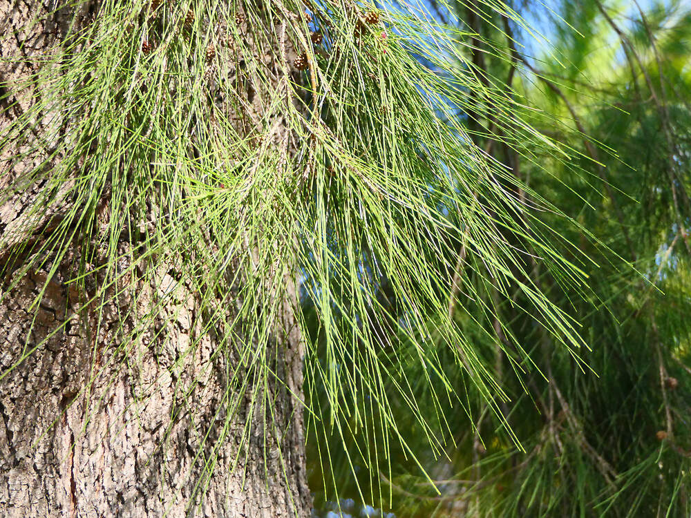 FAGALES CASUARINACEAE Casuarina equisetifolia Porquerolles3