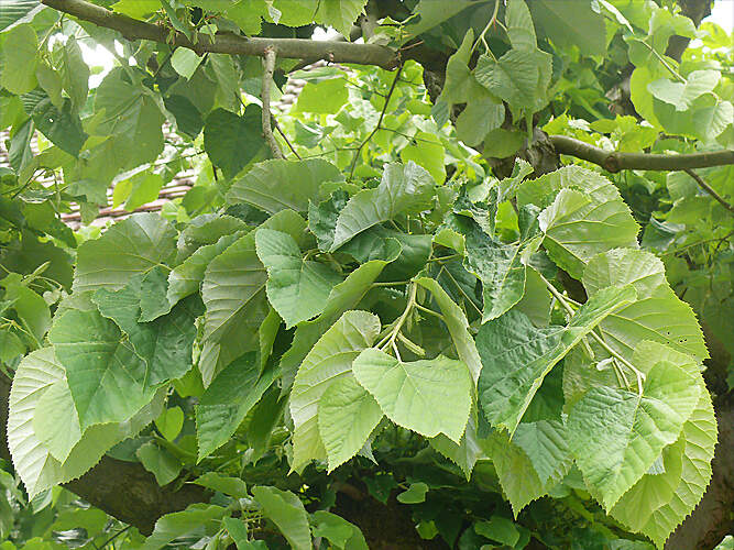 MALVA malvaceae tilia platyphyllos PD