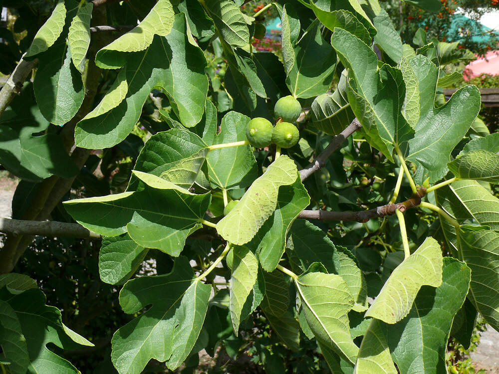 MORACEAE Ficus carica blatt ruelzheim