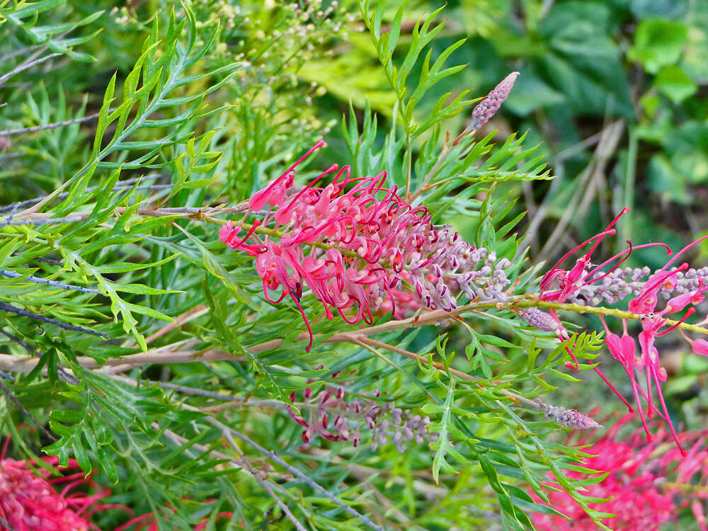 PROTEALES Grevillea gordon robyn porquerolles PD3