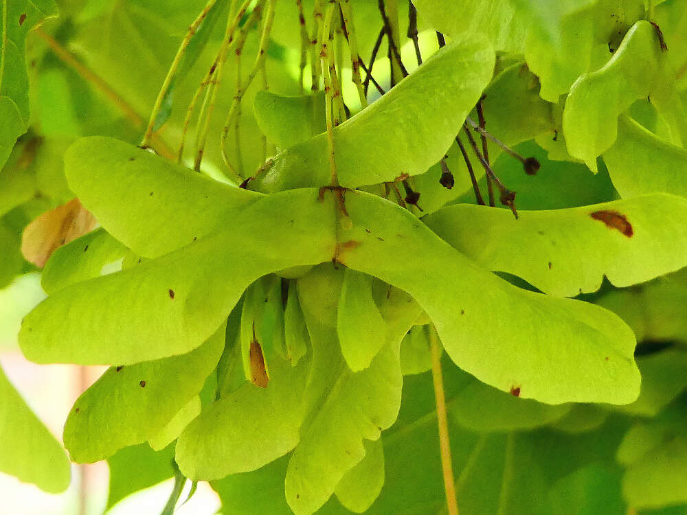 SAPINDACEAE acer platanoides steinen PD2