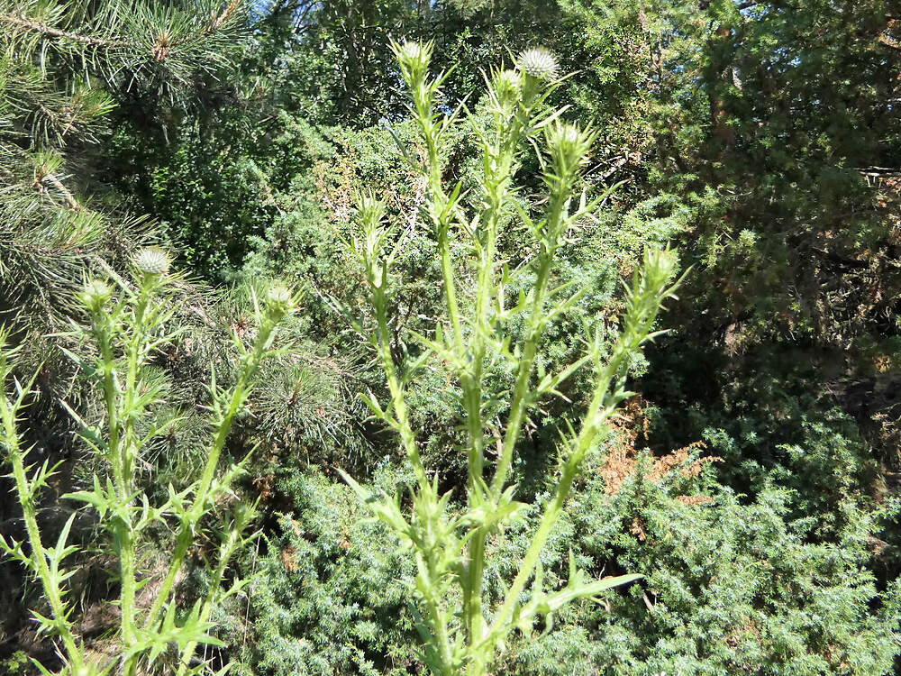 ASTERACEAE cirsium vulgare PAP PD1