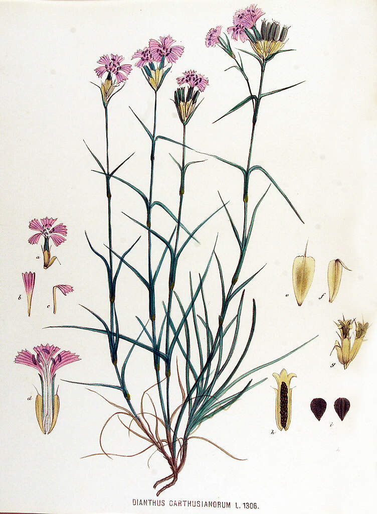 CARYOPHYLLACEAE dianthus cartusianorum KOPS