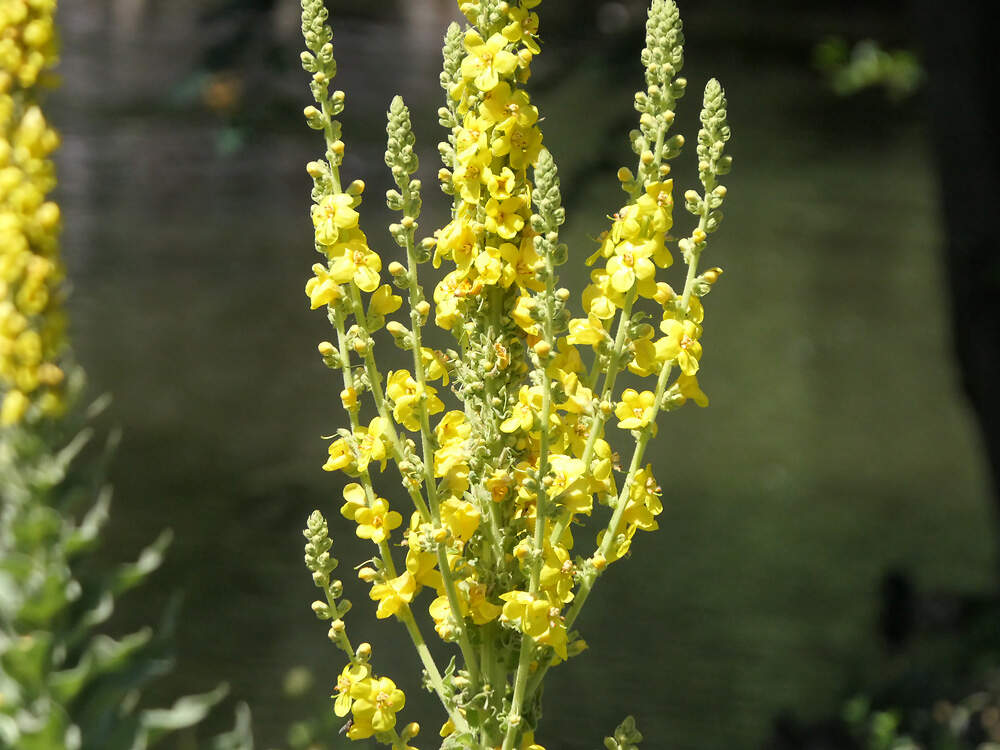 LAMIALES Scrophulariaceae verbascum lychnitis erlen PD3