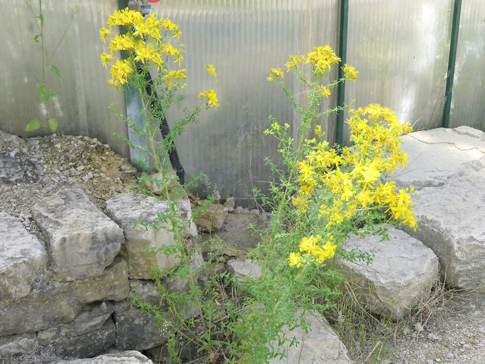 MALPIGHIALES hypericaceae hypericum perforatum PAP PD2