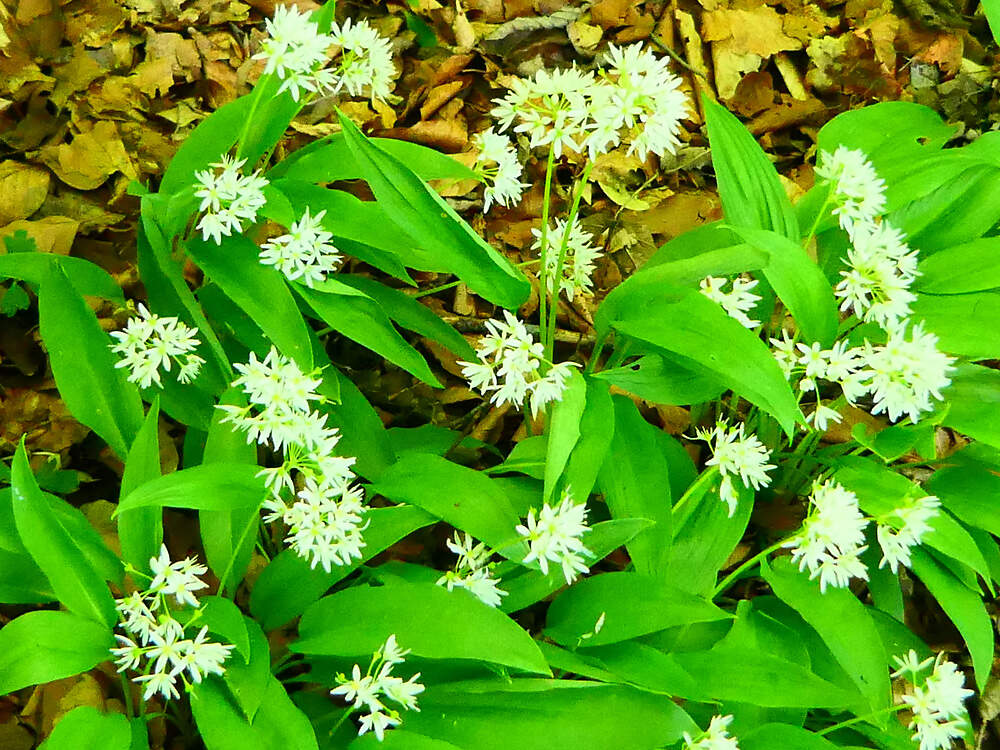 AMARYLLIDACEAE allium ursinum steinhoelzli PD1