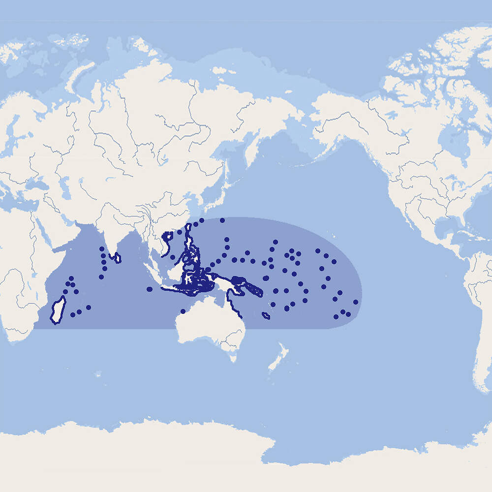 512 013 007 033 gymnothorax fimbriatus map